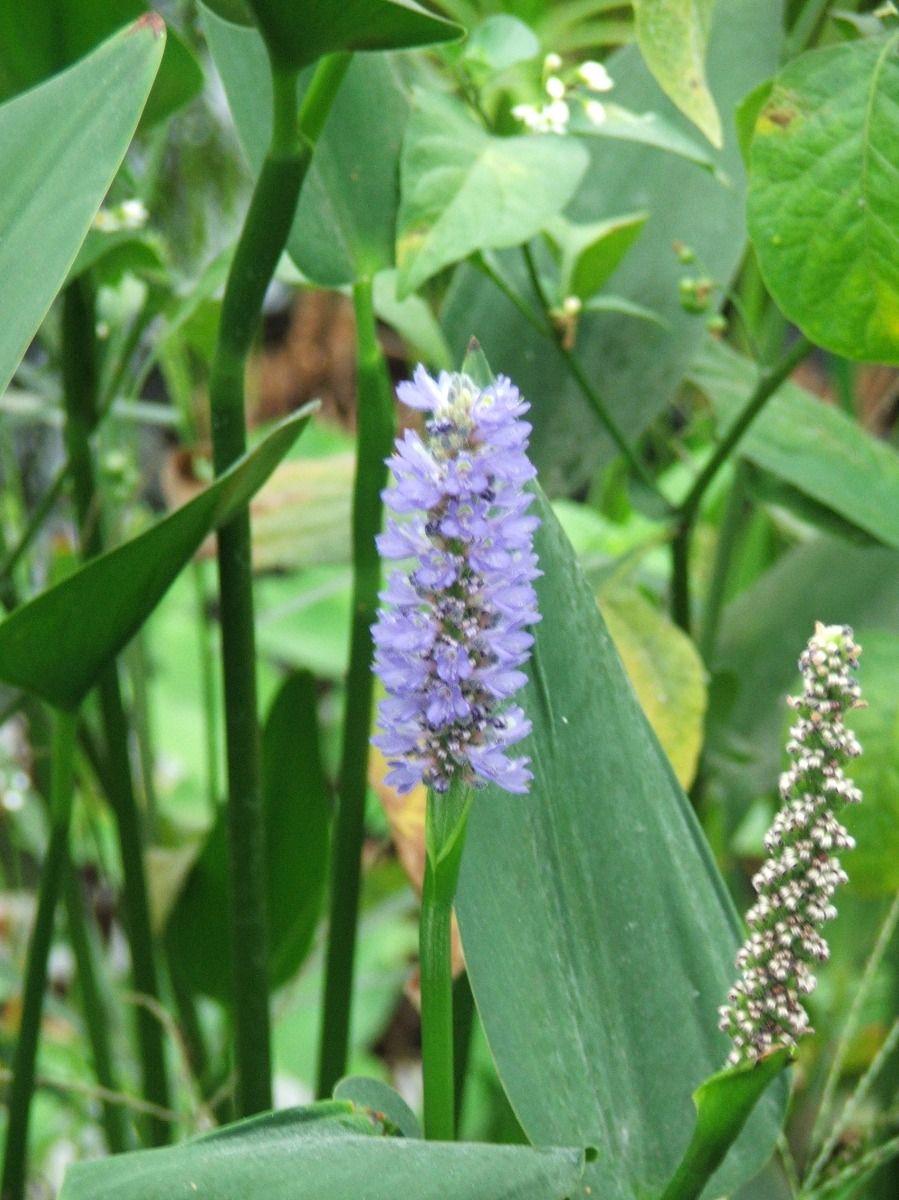 Marginal Pond Plant - Pickerel, Royal Blue
