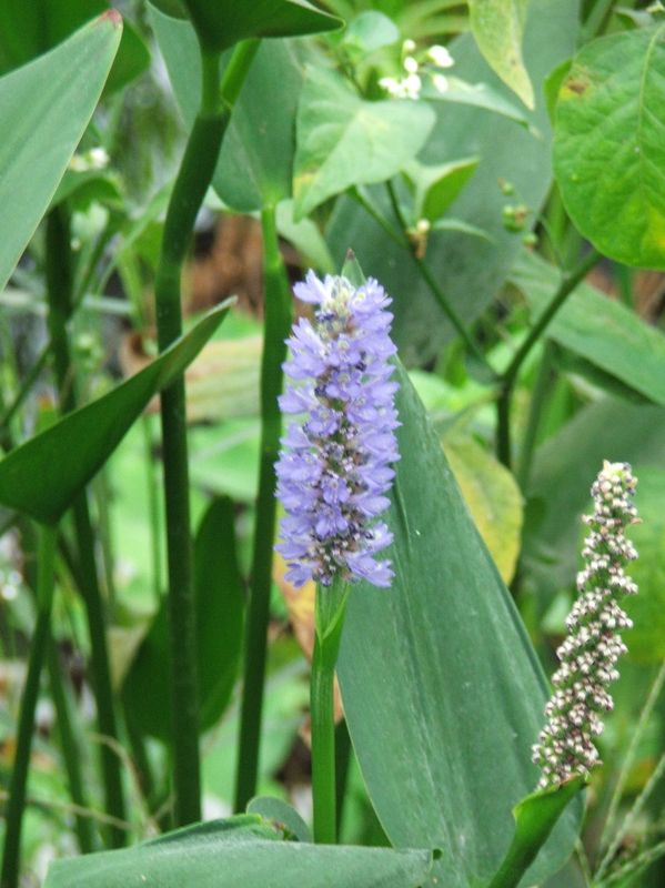 Marginal Pond Plant - Pickerel, Royal Blue