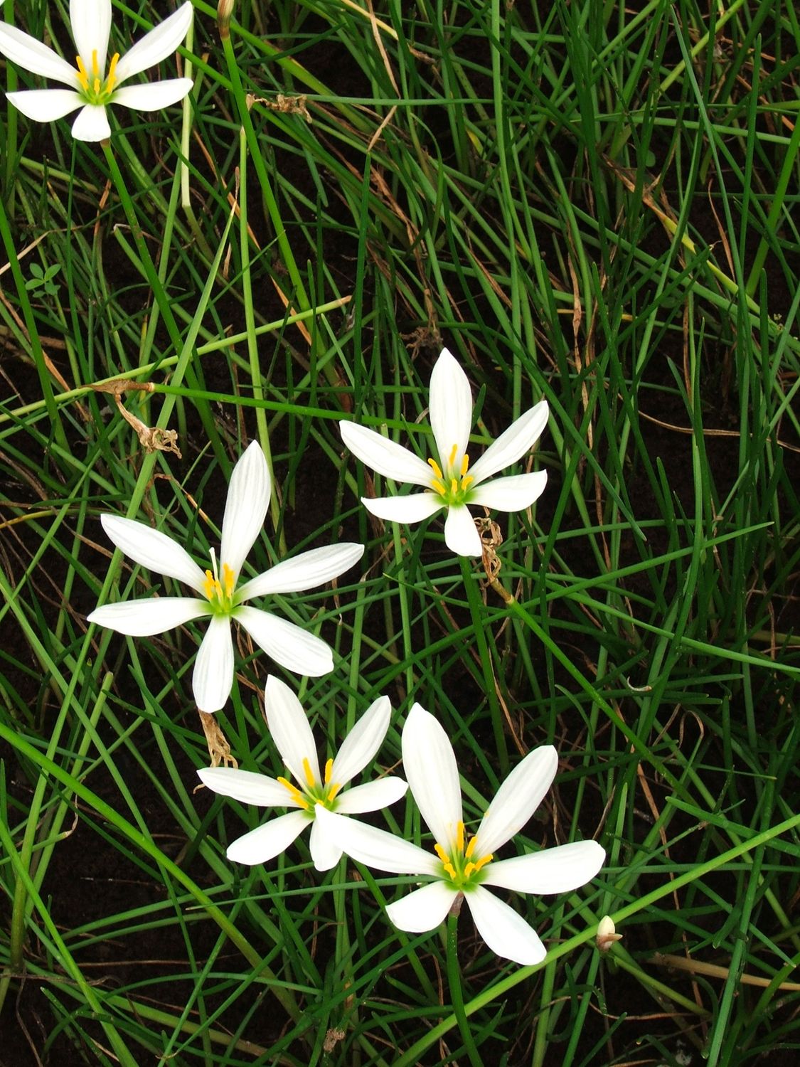 Marginal Pond Plant - Rain Lily White (Zephyr Lily)