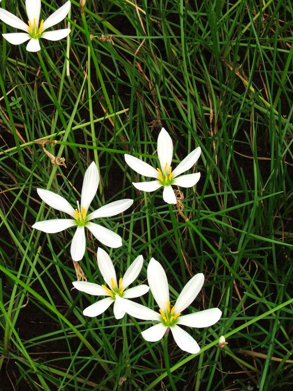 Marginal Pond Plant - Rain Lily White (Zephyr Lily)