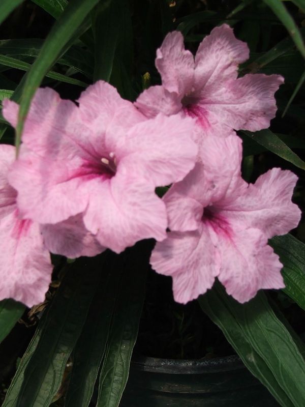 Marginal Pond Plant - Hibiscus, Water Luna Pink Swirl Dwarf