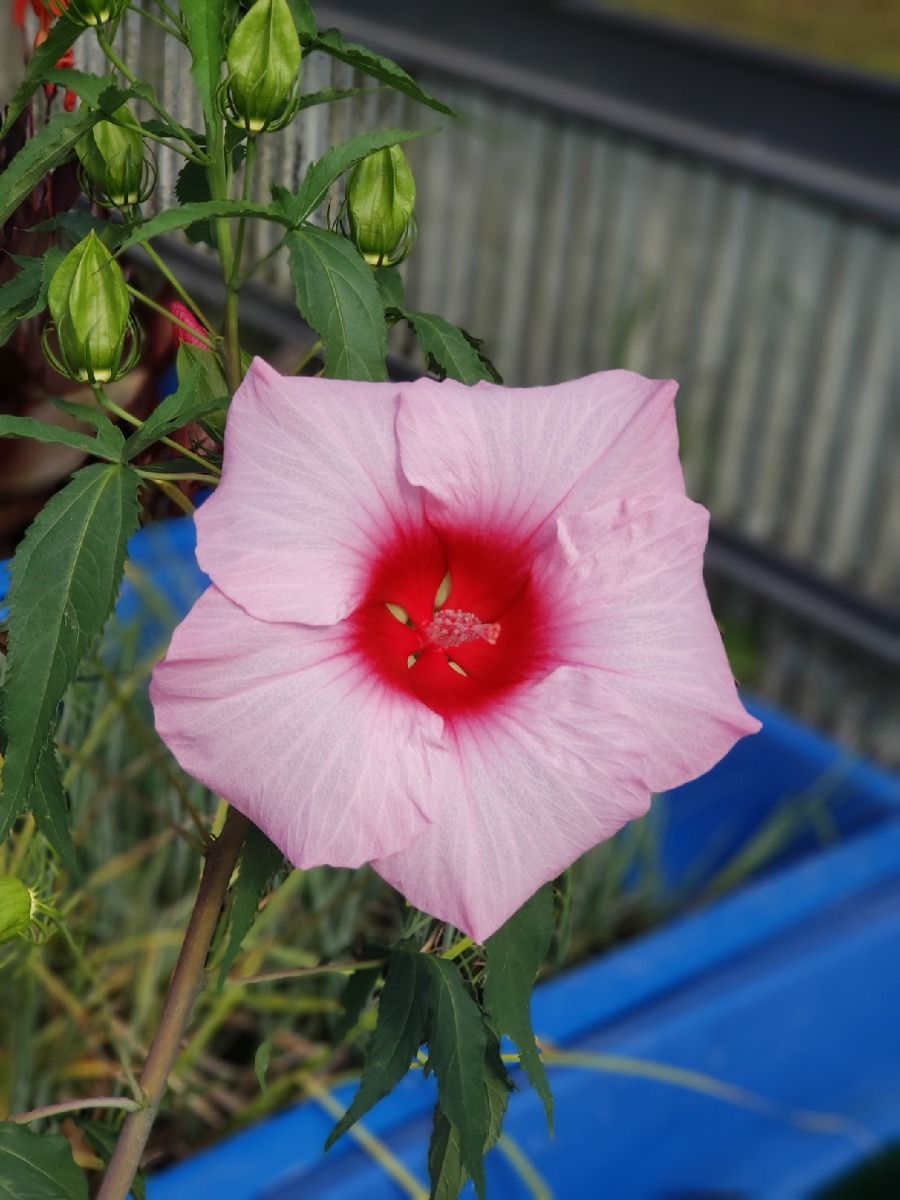 Marginal Pond Plant - Hibiscus, Water Luna Red Dwarf
