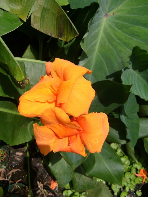 Marginal Pond Plant - Canna, Bengal Tiger