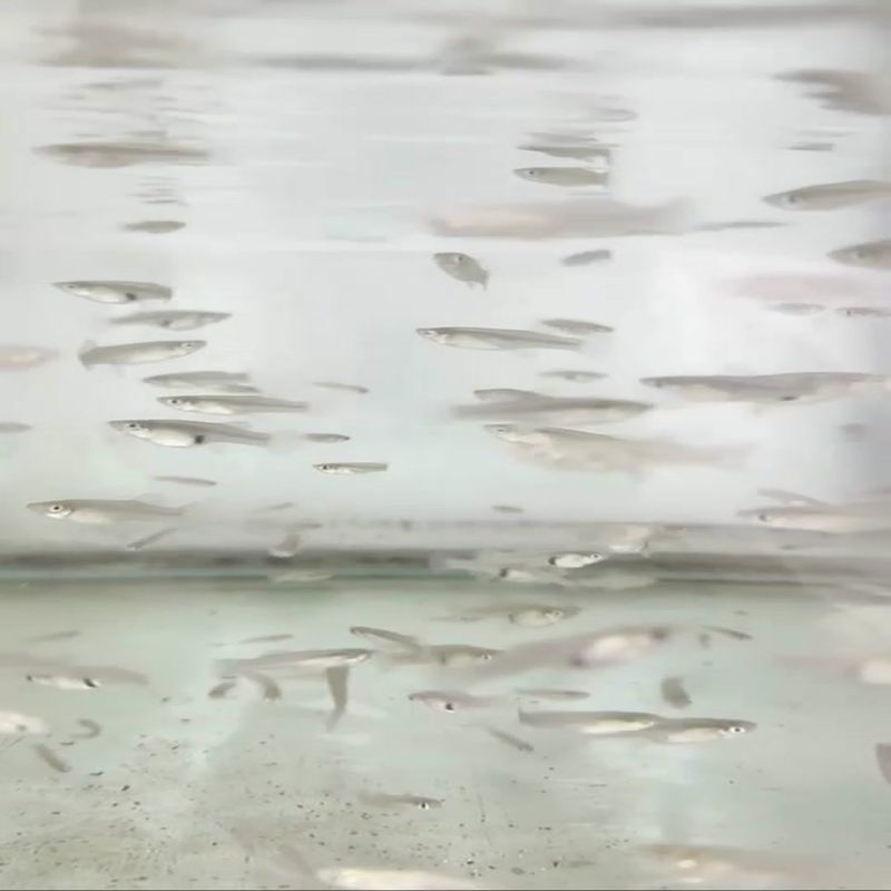 Mosquitofish – HOA / Commercial Pack (250 Fish)