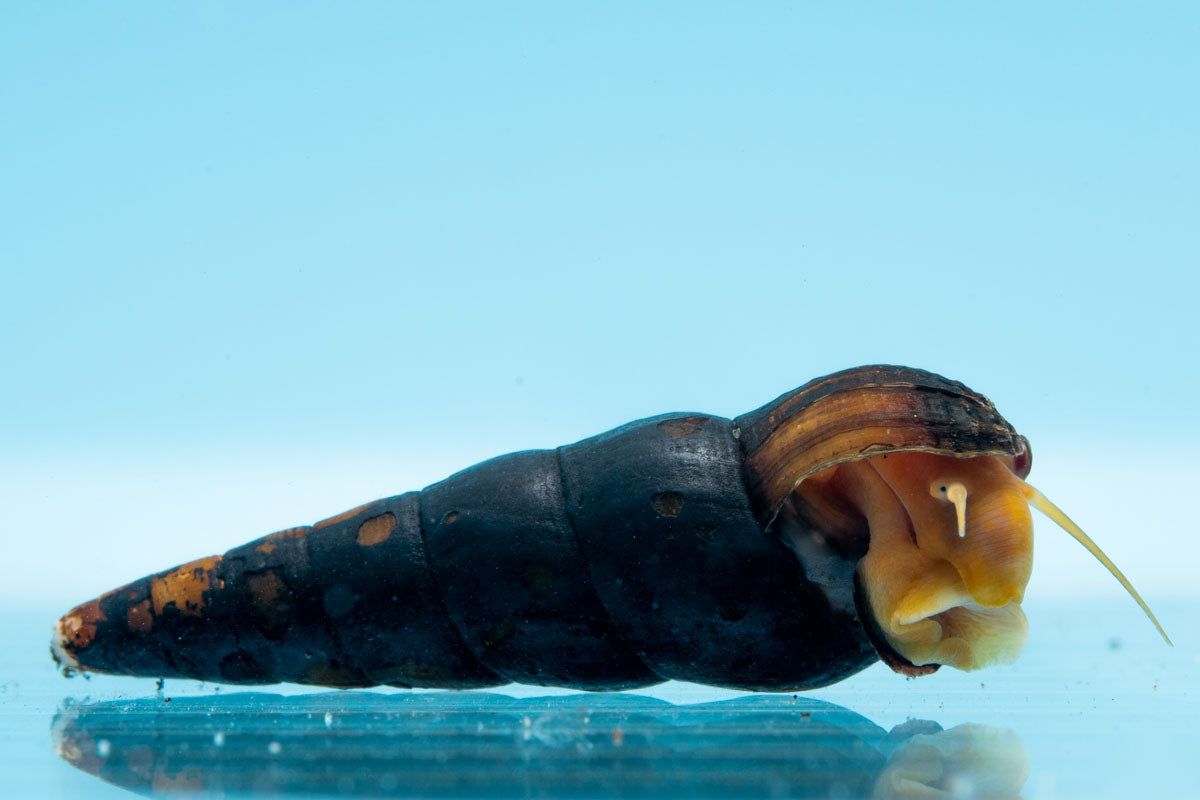 Snails: Orange Poso Rabbit Snail