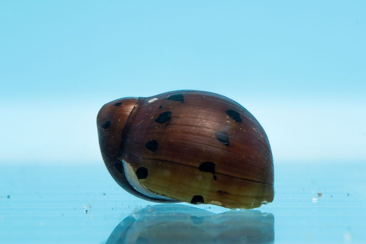 Snails: Tiger Nerite