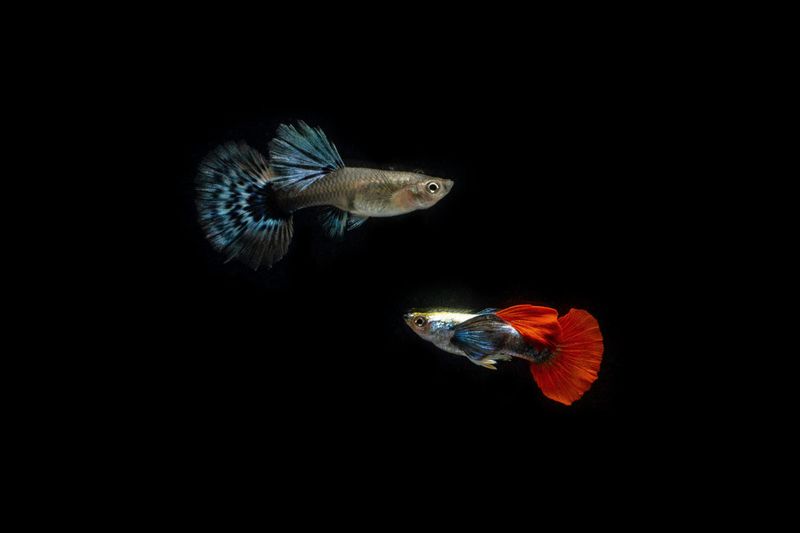 Fish: Dumbo Redtail Guppy Pair