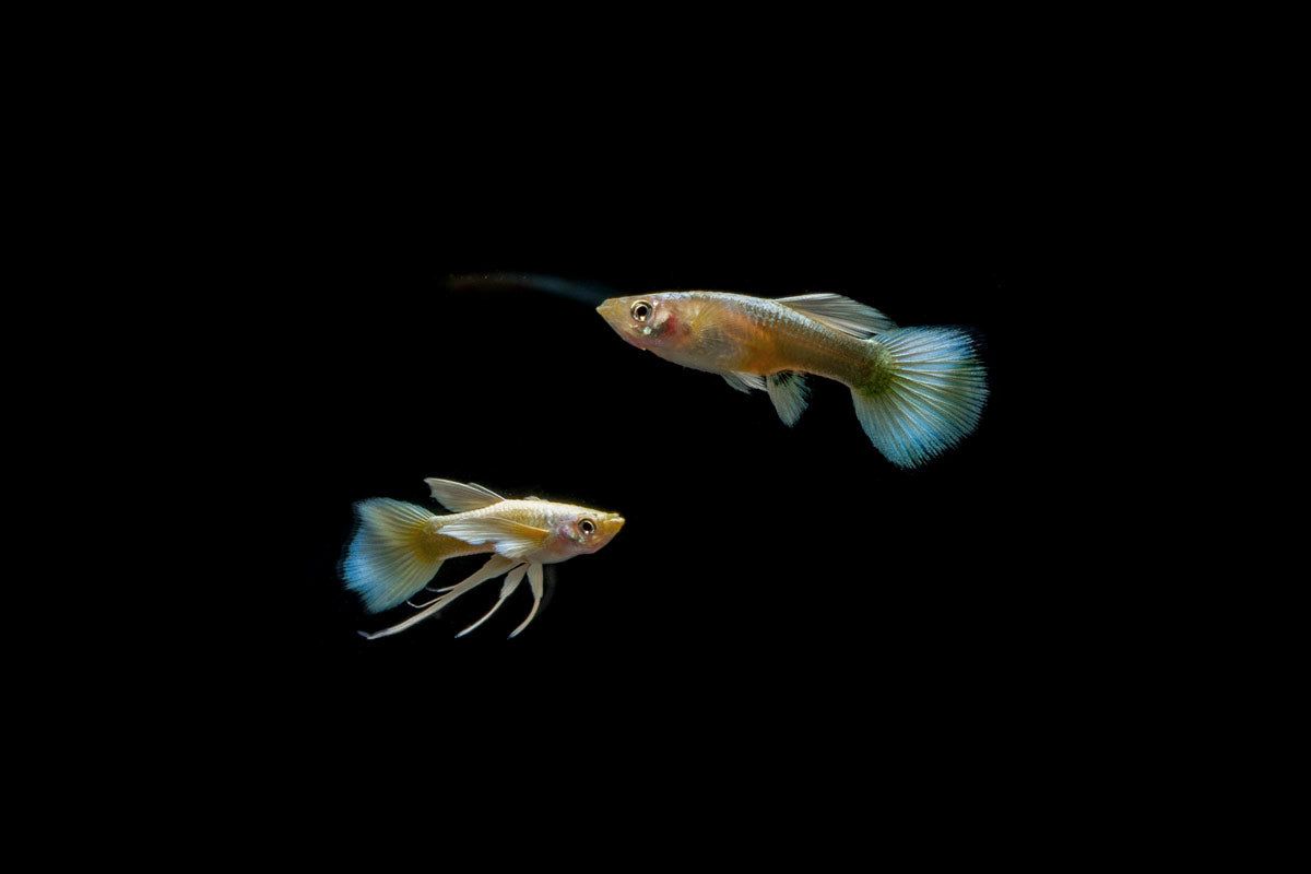 Fish: Full Gold Guppy Pair