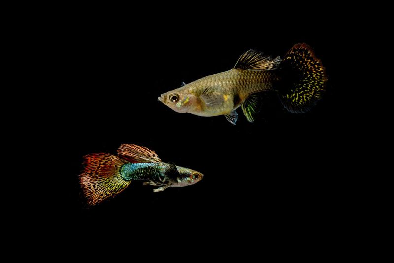 Fish: Red Dragon Guppy Pair