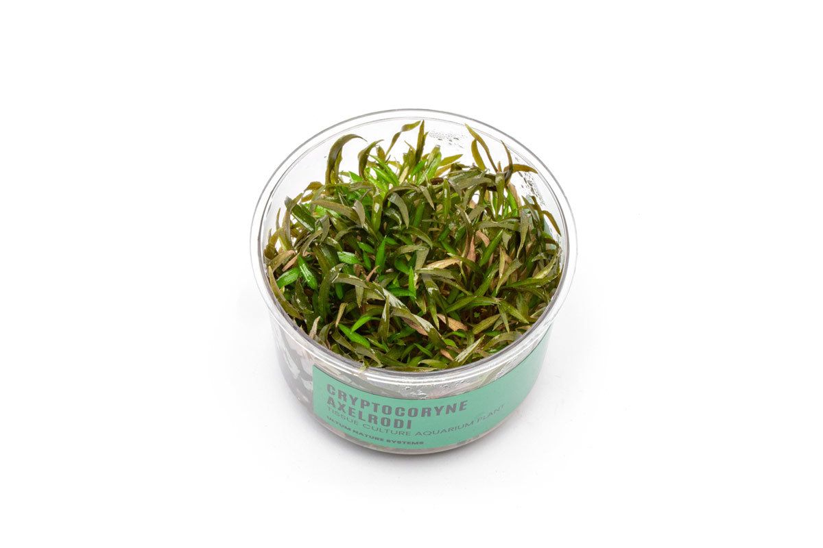 Cryptocoryne Axelrodi UNS Tissue Culture