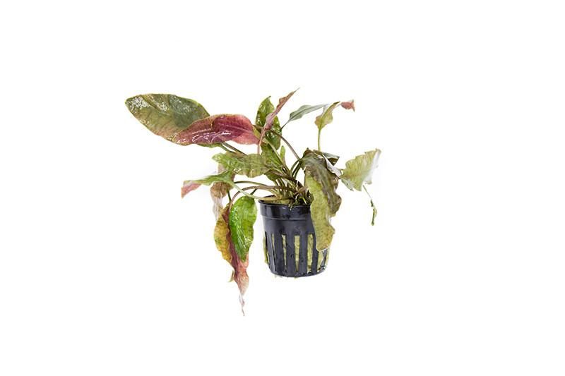 Cryptocoryne Blassii