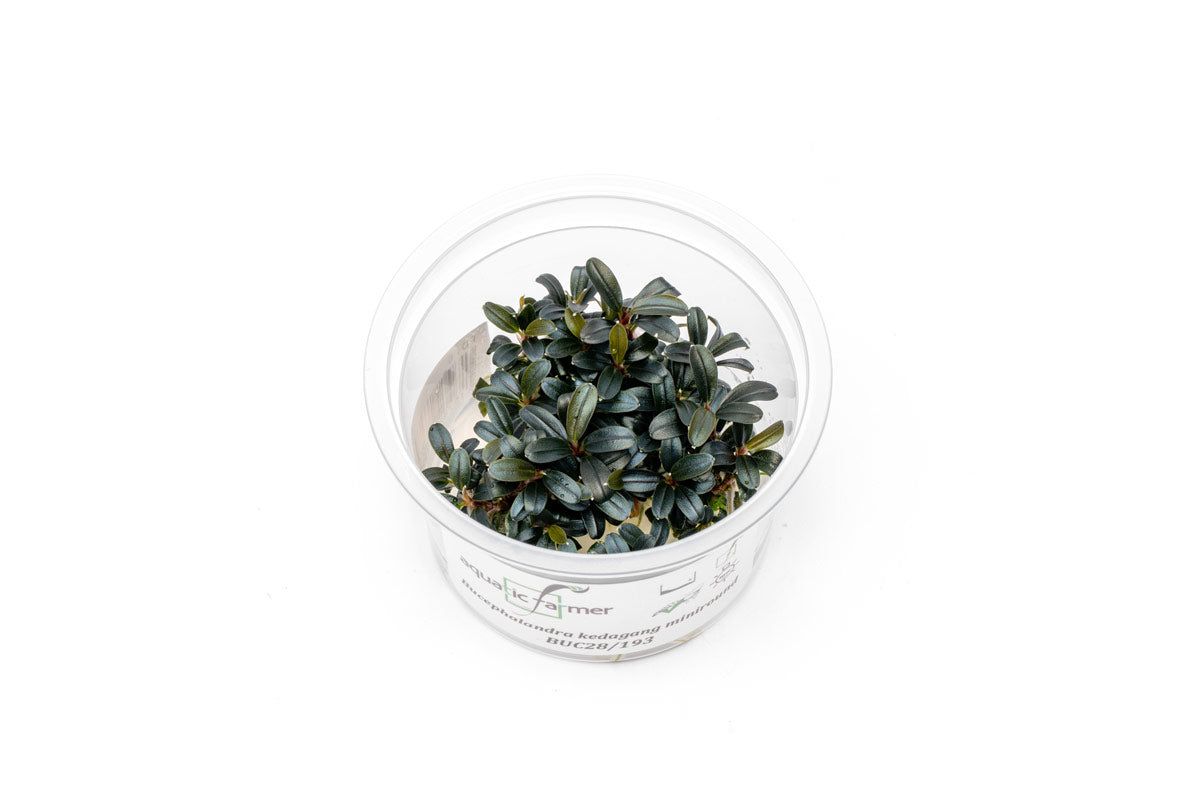 Bucephalandra Kedagang Mini Round Aquatic Farmer TC