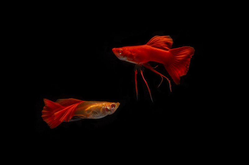 Fish: Full Red Ribbon Guppy Pair