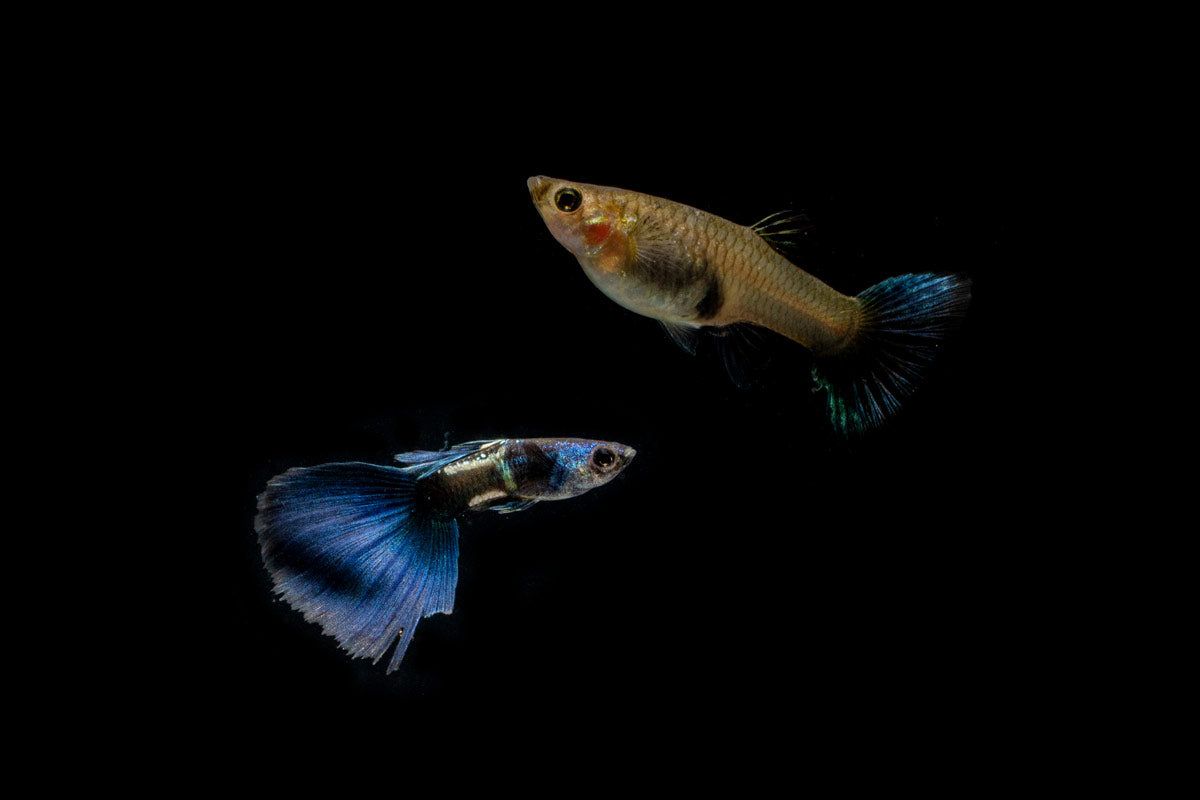 Fish: Green Metal Lace Guppy Pair