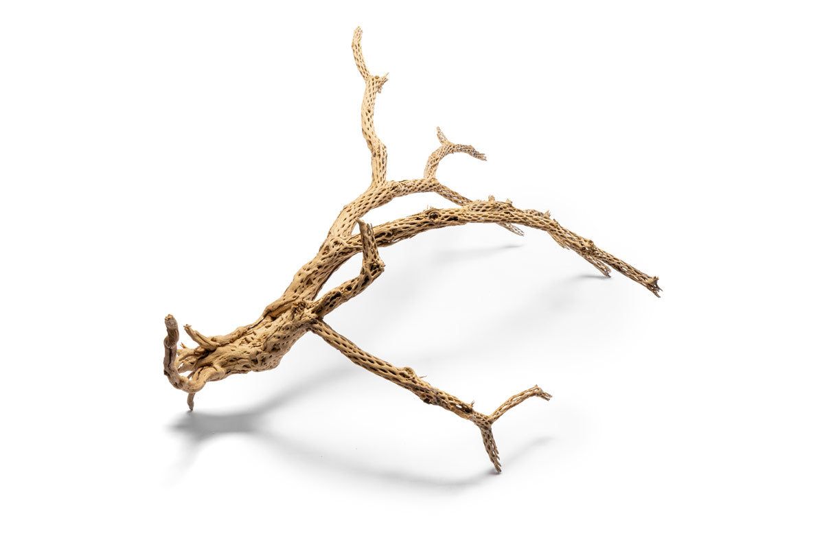 Cholla Driftwood Tree - XL (37-45")