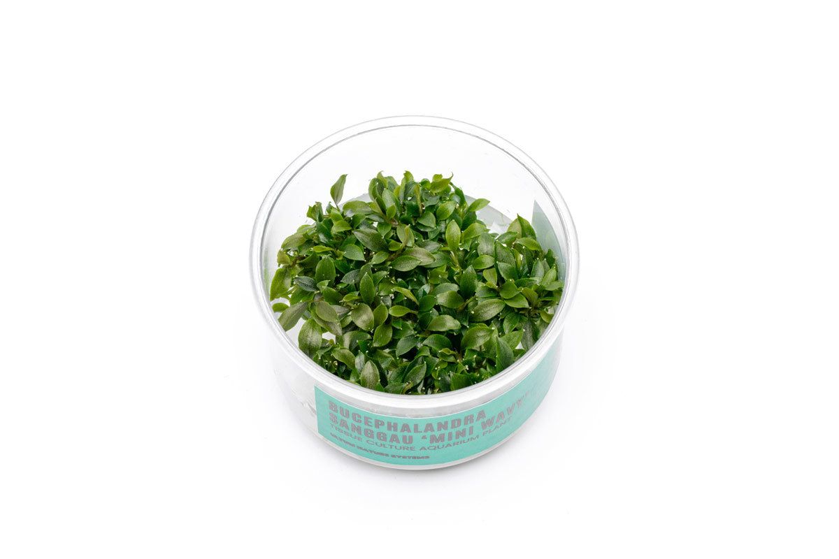 Bucephalandra Sanggau Mini Wavy UNS Tissue Culture
