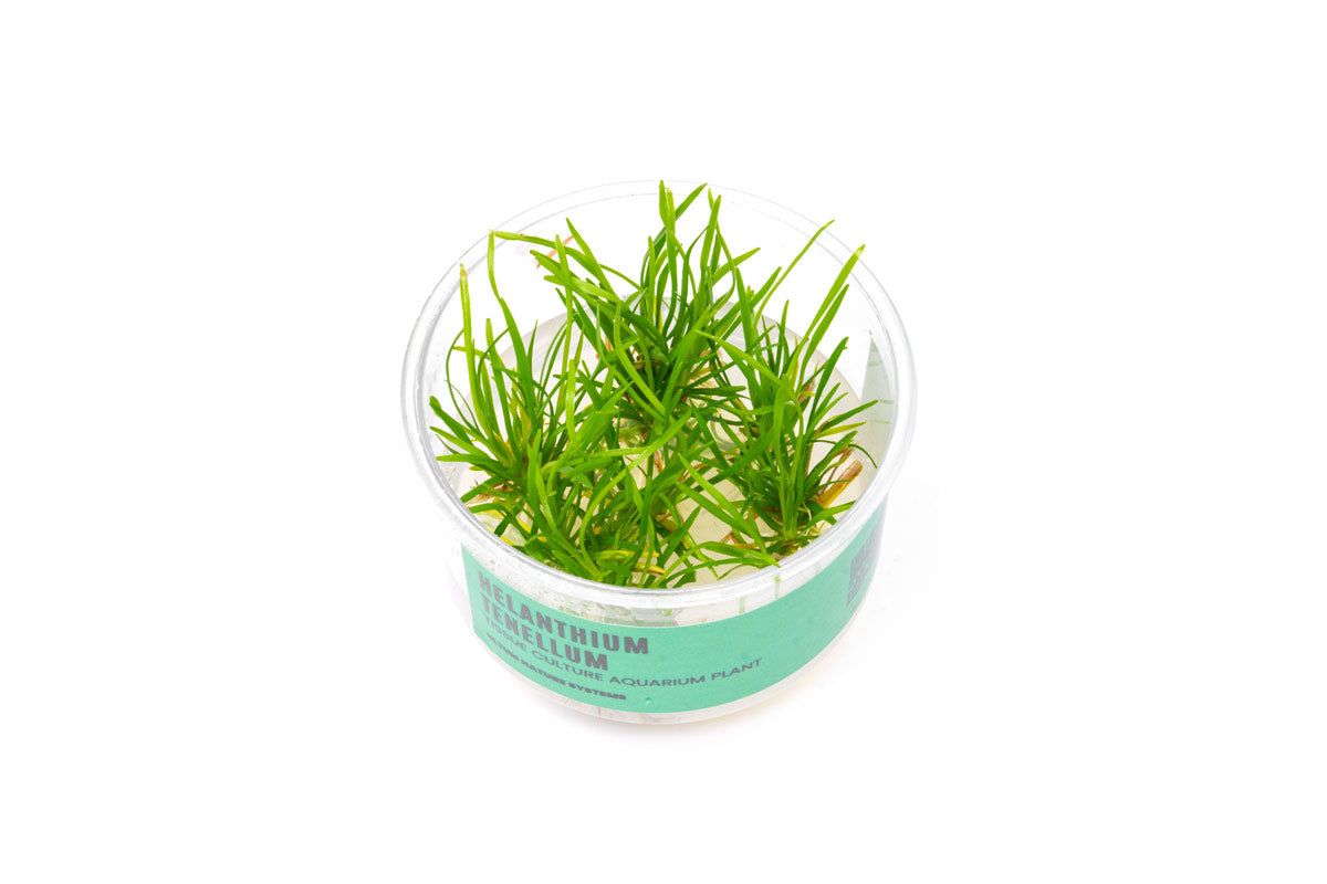 Echinodorus (Helanthium) Tenellus Broad Leaf UNS Tissue Culture