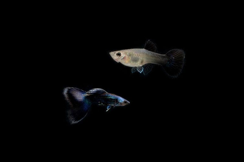 Fish: Blue Tarzan Guppy Pair