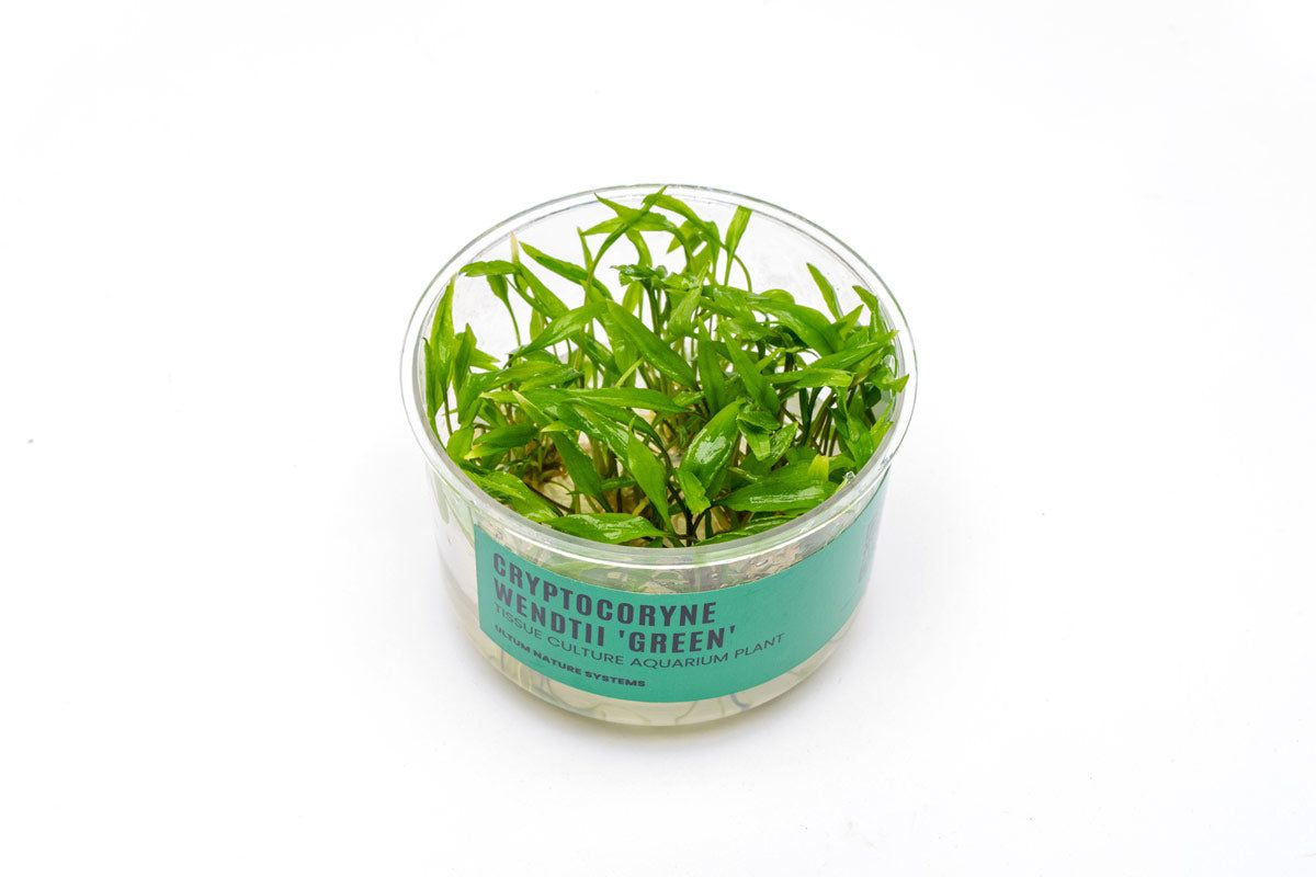 Cryptocoryne Wendtii Green UNS Tissue Culture