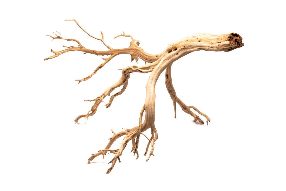 Ghost Wood - Showpiece (48"+)