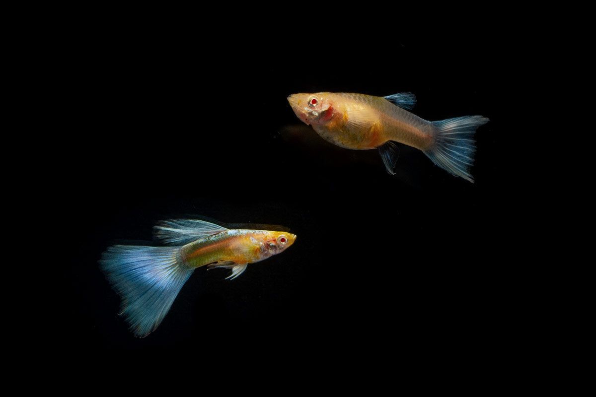 Fish: Blue Topaz Big Tail Guppy Pair
