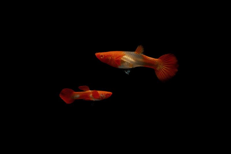 Fish: Koi Red Ear Guppy Pair