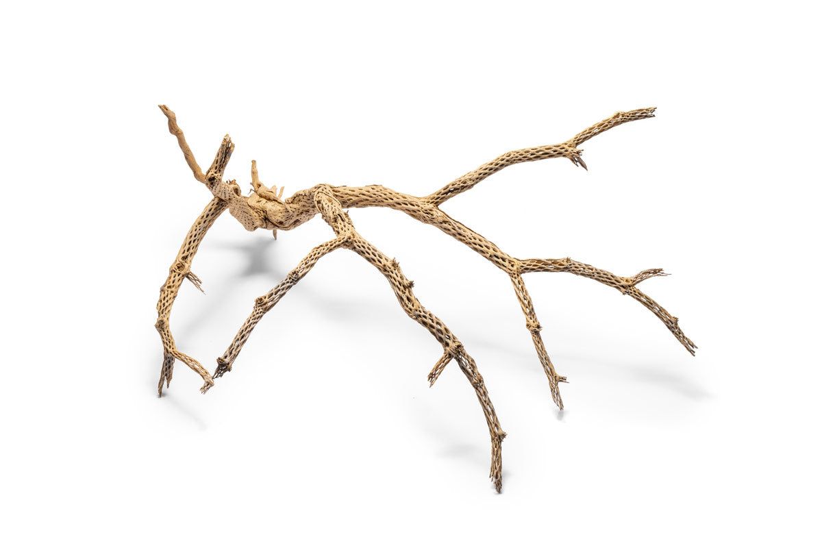 Cholla Driftwood Tree - Large (25-30")