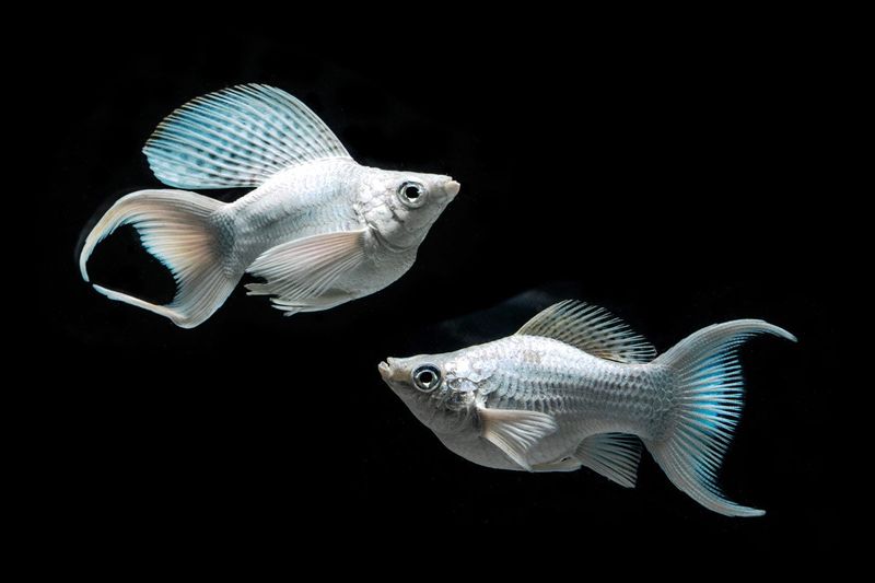 Fish: Platinum Short Body Molly Pair