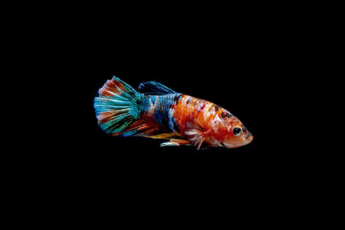 Fish: Male Galaxy Koi Betta