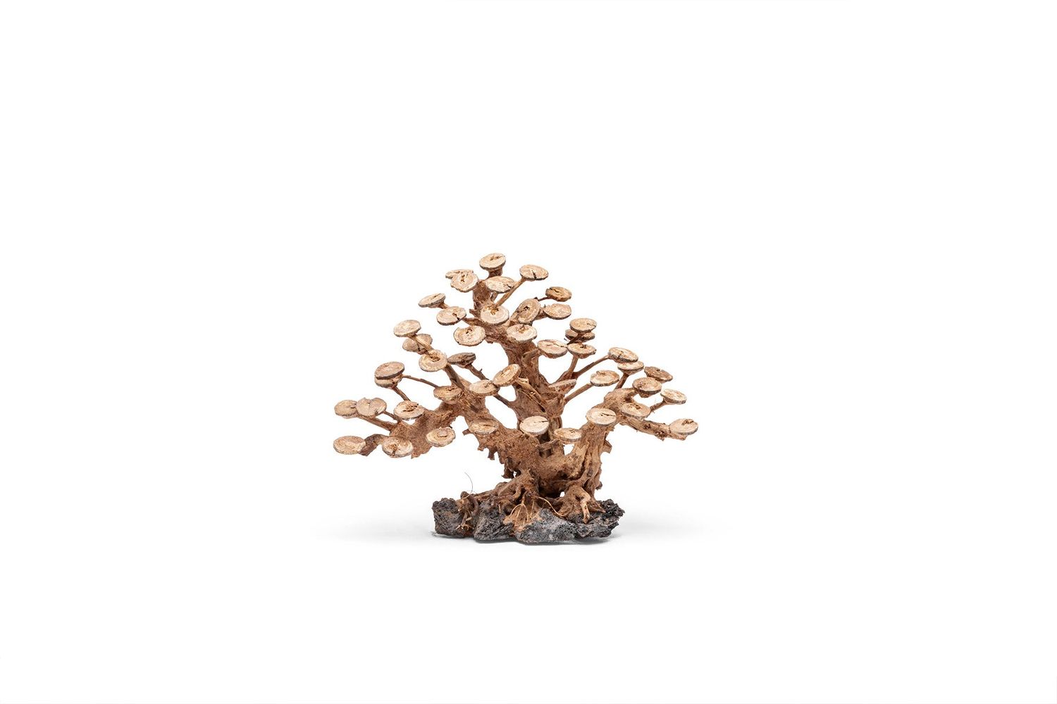 UNS Bonsai 016