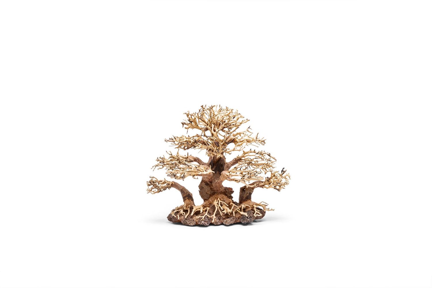 UNS Bonsai 004