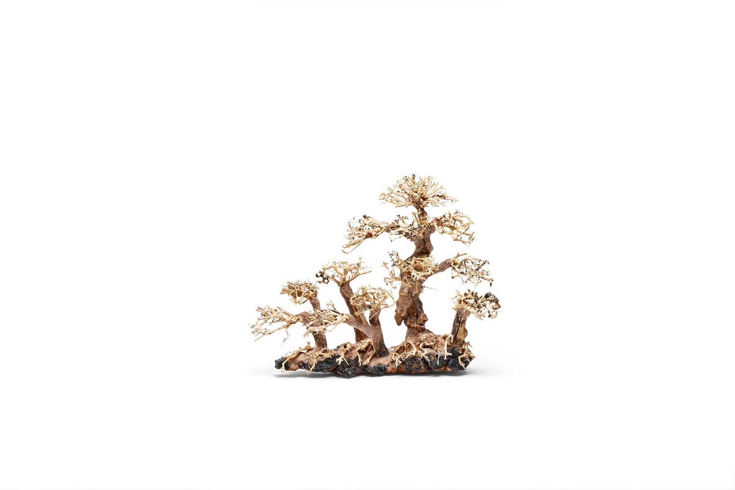 UNS Bonsai 008