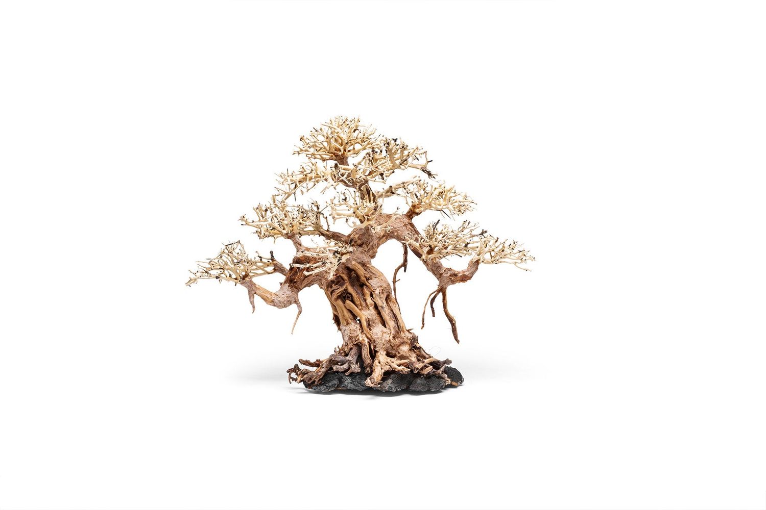 UNS Bonsai 015
