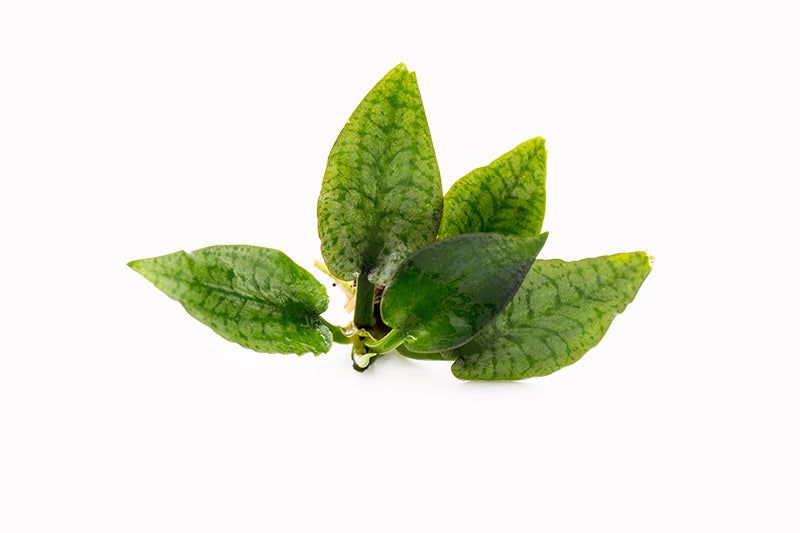 Cryptocoryne Silver Queen