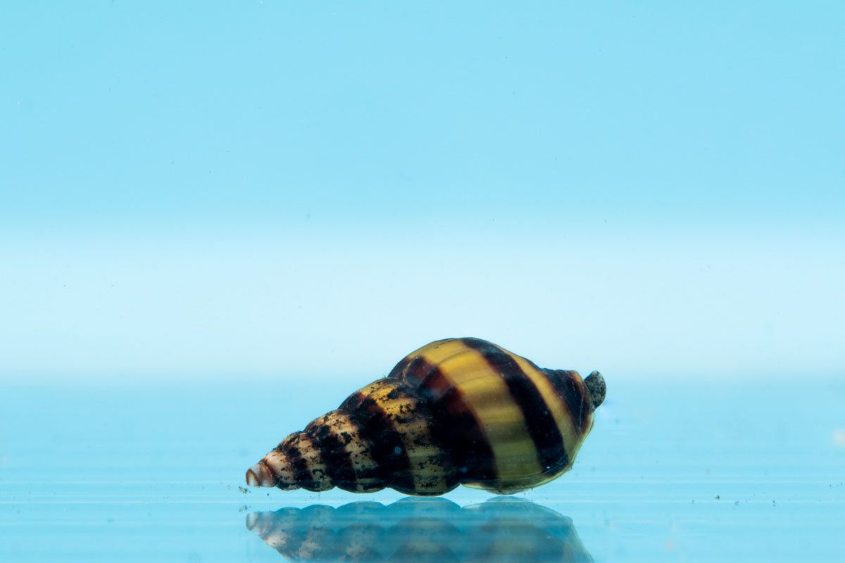 Snail: Assassin Snail