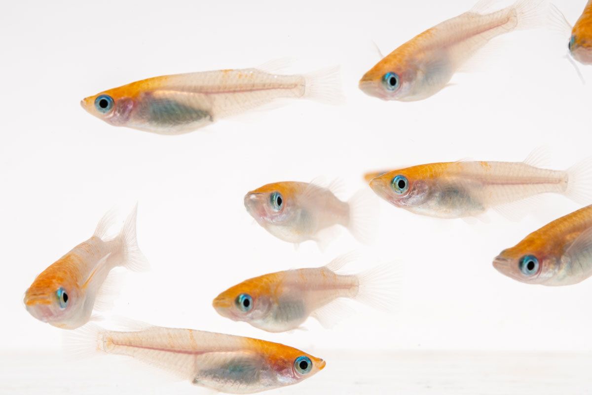 Fish: Oryzias sp "Red Cap" Ricefish