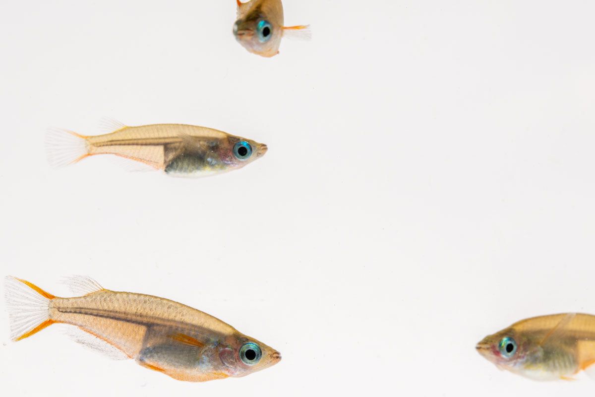 Fish: Oryzias sp "Woworae" Ricefish