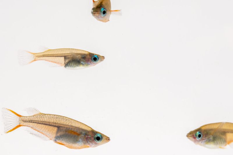 Fish: Oryzias sp "Woworae" Ricefish