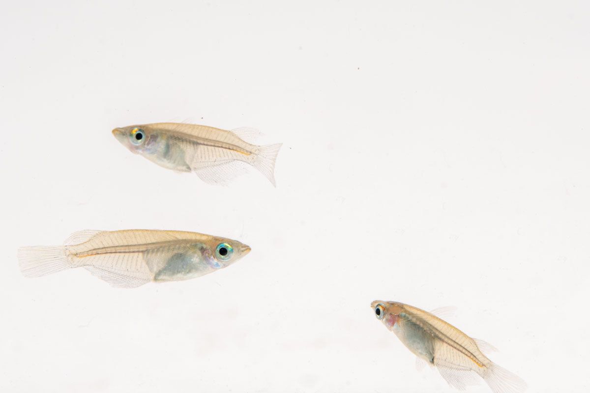 Fish: Oryzias sp Javanese Ricefish