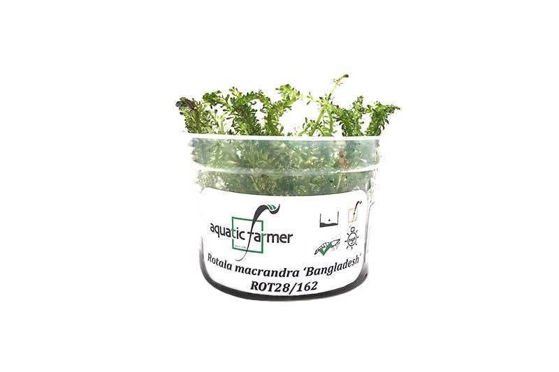 Rotala Macrandra 'Bangladesh' Aquatic Farmer Tissue Culture