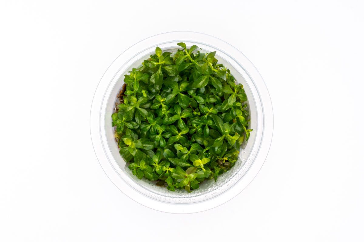 Ludwigia Dark Orange Aquatic Farmer Tissue Culture