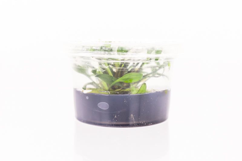 Cryptocoryne Petchii Pink Aquatic Farmer Tissue Culture