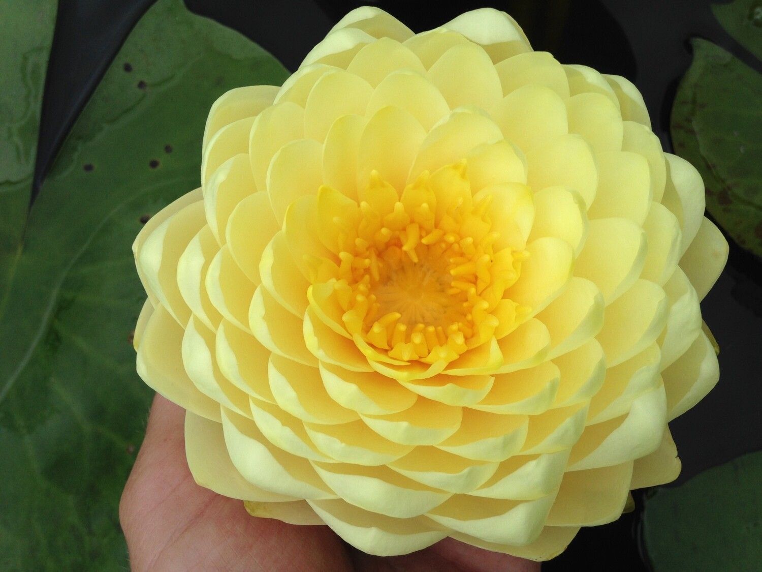 Hardy Water Lily - Lemon Meringue