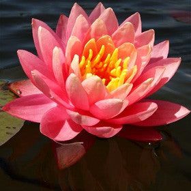 Hardy Water Lily - Perry's Orange Sunset