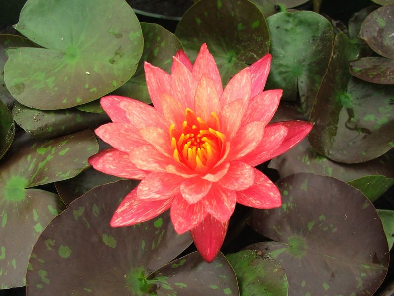 Hardy Water Lily - Wanvisa