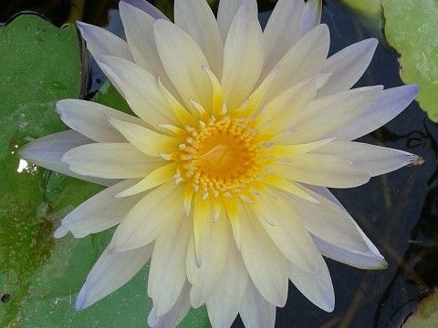 Tropical Water Lily - Lynn Ellen