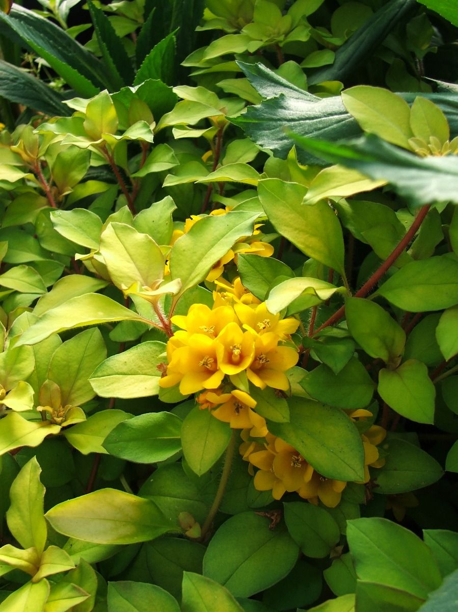 Marginal Pond Plant - Outback Sunset Loosestrife