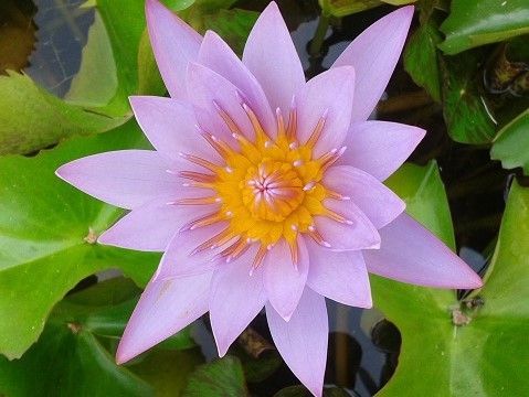 Tropical Water Lily - Key Largo