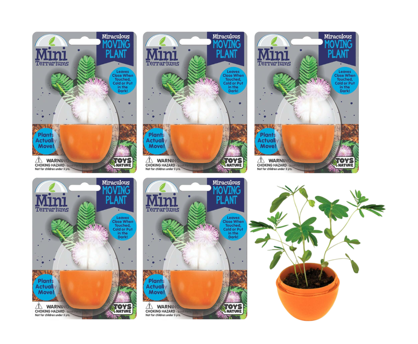 Mini Terrarium, Moving Plant (Mimosa Pudica)