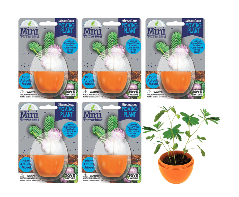 Mini Terrarium, Moving Plant (Mimosa Pudica)